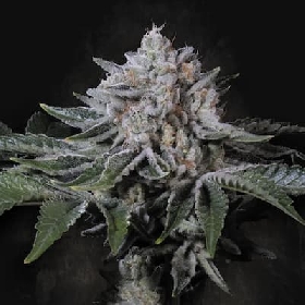 Peach Frosting > Paradise Seeds